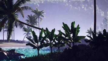 CGI Lush tropical landscape with palm trees and tranquil waters at dawn video