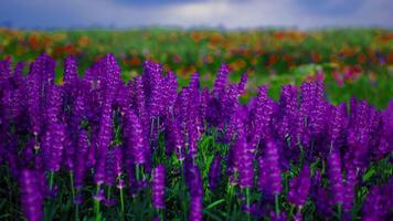 CGI Vibrant purple flowers fill a field under a cloudy sky in springtime video