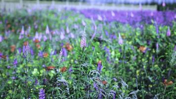 CGI Colorful wildflower field with butterflies on a sunny day in spring video