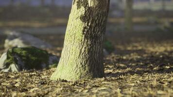 CGI Tree trunk surrounded by fallen leaves in a serene forest setting video