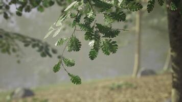 CGI Leaves sway gently in a serene forest setting near a calm water body video