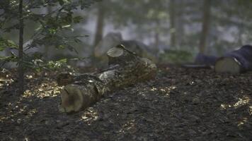 CGI Sunlight filters through trees over a fallen log in a serene forest setting video