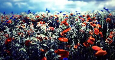 CGI Vibrant wildflower field under dramatic sky with poppies and cornflowers video