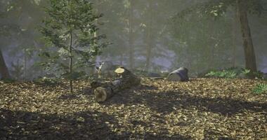 CGI Lush forest setting with tree stumps and logs under soft morning light video