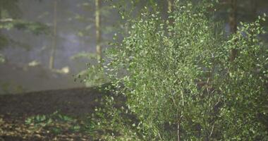CGI Lush green shrubbery illuminated by soft light in a tranquil forest setting video