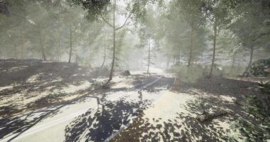 CGI Misty forest path with soft sunlight filtering through tree canopy video