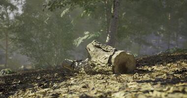 CGI A fallen log rests on the ground, surrounded by crisp leaves and greenery video