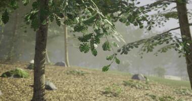 CGI Lush green foliage swaying gently in a serene forest setting at dawn video