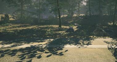 CGI Nature path illuminated by shadows in a serene forest setting video