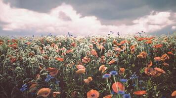CGI Vibrant wildflower field under a cloudy sky in early springtime video