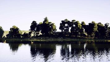 CGI Tranquil lakeside view with lush trees reflecting on calm water video