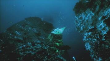 CGI Manta ray gliding gracefully through underwater rock formations at dusk video