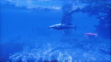 CGI Underwater view of a shark swimming near coral reefs in a tropical ocean video