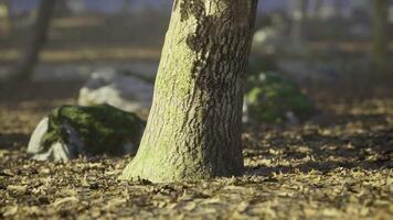 CGI Moss covered tree trunk surrounded by fallen yellow leaves in a forest video