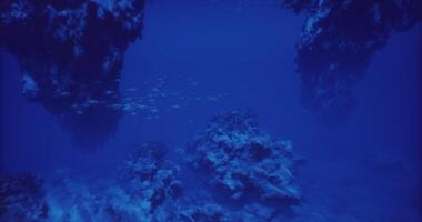 CGI Exploring the vibrant underwater world filled with rocks and fish video