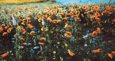 CGI Colorful wildflower field under a clear sky with vibrant blooms video