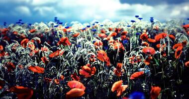 CGI Colorful wildflower field under a dramatic sky in a rural landscape video