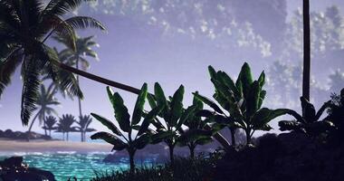 CGI Tropical paradise with lush vegetation by the serene shoreline at sunrise video