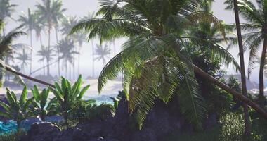 CGI Tropical paradise features lush vegetation and serene waters with palm trees video