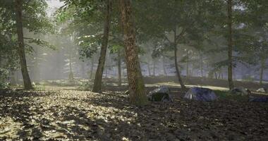 CGI Tranquil forest path with trees and dappled sunlight in the afternoon video