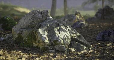 CGI Large textured rocks surrounded by leaves in a serene outdoor setting video