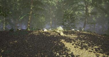 CGI Sunlight filters through trees illuminating a forest clearing with fallen log video