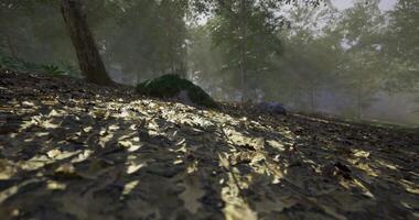 CGI Sunlight filters through trees creating patterns on the forest floor video