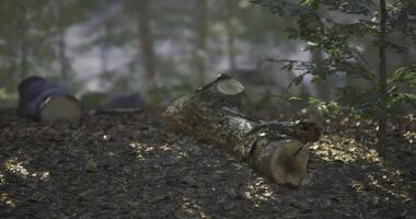 CGI Forest floor with cut log and fallen leaves in tranquil woods setting video