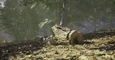 CGI Sunlight filtering through trees highlights a fallen log in a peaceful forest video