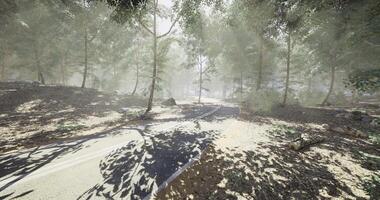 CGI Serene forest path winding through trees under soft sunlight in nature video