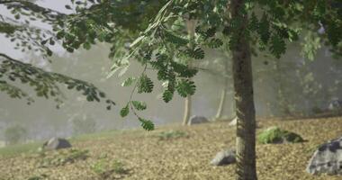 CGI Serene forest with lush greenery and delicate leaves in morning fog video