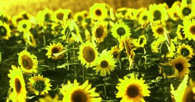 CGI Sunflower field under bright sunlight during mid summer bloom video