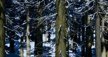 CGI Snow covered trees create a serene atmosphere in a winter forest landscape video