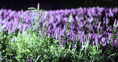 CGI Colorful field of purple wildflowers in bright sunlight during daytime video