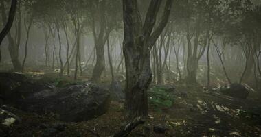 CGI Mysterious forest filled with dense fog and towering trees in early morning video