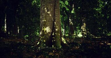 CGI Sunlight filtering through leaves in a serene forest setting during summer video