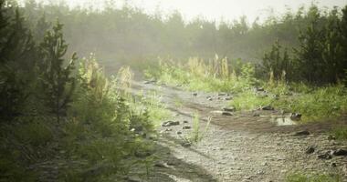 CGI Sunlit pathway through a misty forest during early morning hours video