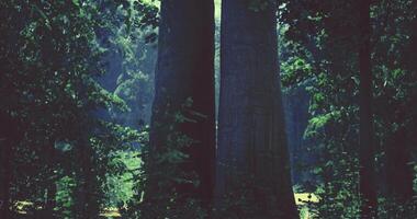 CGI Tall trees standing closely in a serene forest during daylight video