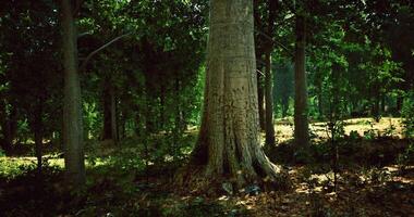 CGI Lush forest with towering trees and sunlit undergrowth during daytime video