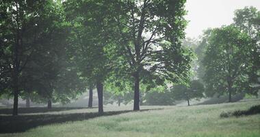 CGI Tranquil morning light filters through a lush green forest landscape video