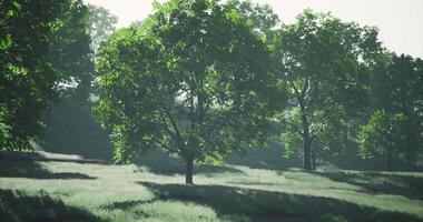 CGI Lush green landscape with sunlight filtering through ancient trees video