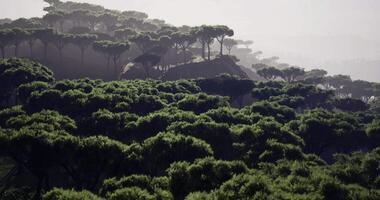 CGI Lush green landscape with unique tree formations during hazy morning video