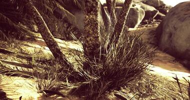 CGI Palm tree roots in a sandy landscape with surrounding vegetation detail video