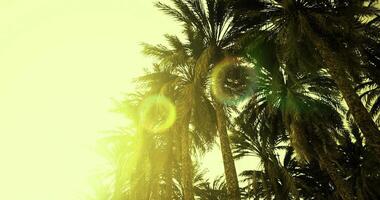 CGI Sunlight filtering through palm trees in a tropical location at sunset video