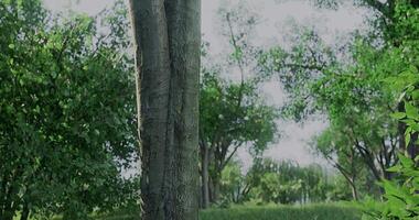 CGI Lush green forest with a mix of trees in bright daylight video