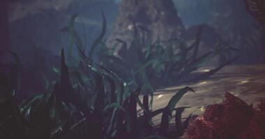 CGI Lush green foliage in a serene natural environment during golden hour video