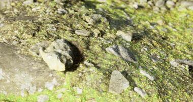 CGI Textured ground with stones and moss in natural setting during daylight video