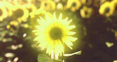 CGI Sunflowers blooming in a bright field under sunlight during summer video