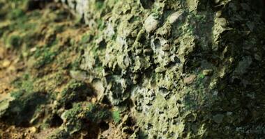 CGI Textured surface of rocky terrain with moss and pebbles in natural setting video