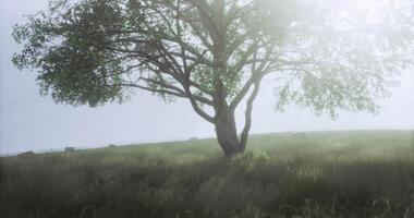 CGI Sunny morning in a tranquil meadow with a lone tree and gentle fog video